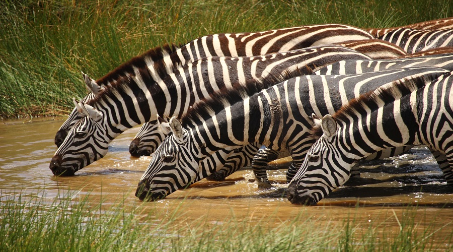 Experience a 7-Day Tanzania Camping Safari Adventure